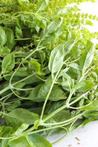 Organic Pesto Basil